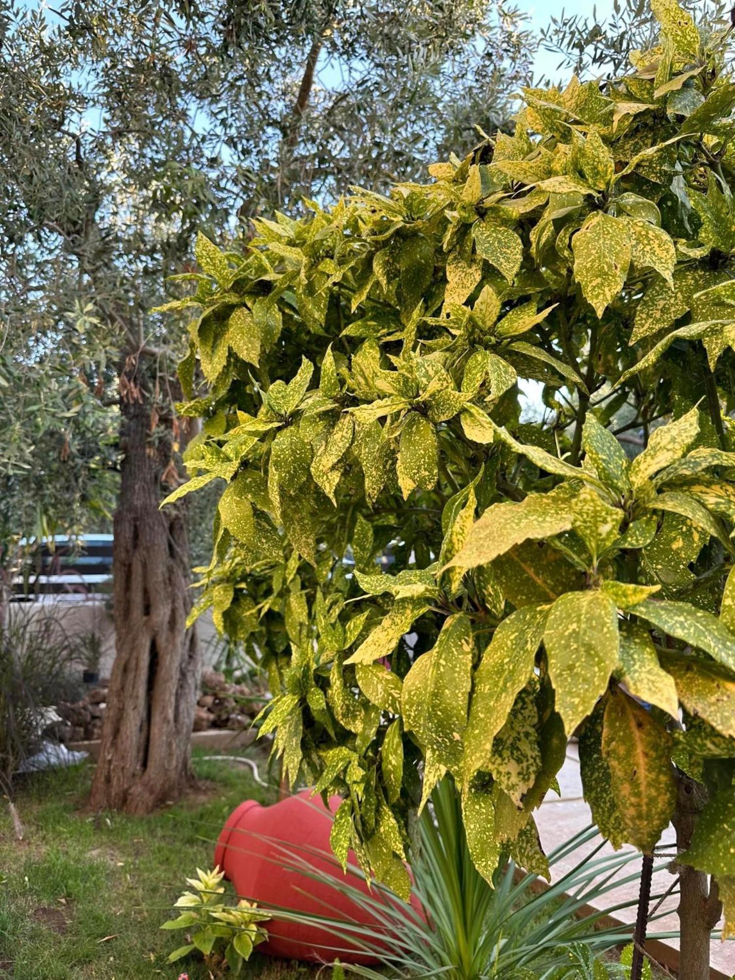 Valia House Thassos Διαμέρισμα Σκάλα Καλλιράχης Εξωτερικό φωτογραφία